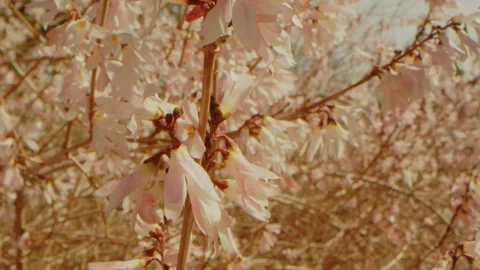 Spring Blooms at Planting Fields Arboretum, Oyster Bay, NY Stock Footage 318428219