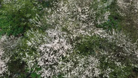 Spring blooms on a poisonous trash can Stock Footage 170792716