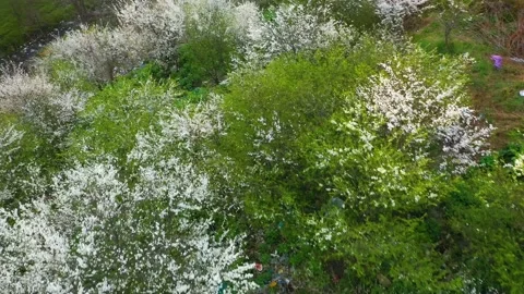 Spring blooms on a poisonous trash can Stock Footage 170792798