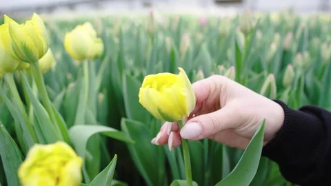 Spring blooms in a tulip field while one person's hand gently touches Stock Footage 312075167