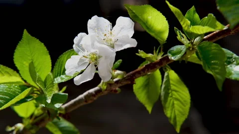 Spring blooms with white flowers cherry tree the beginning of the birth of life Stock Footage 158985325