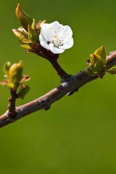 Spring - blosso... Stock-Fotos