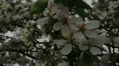 Spring Blossom 01814 Stock Footage 8680465