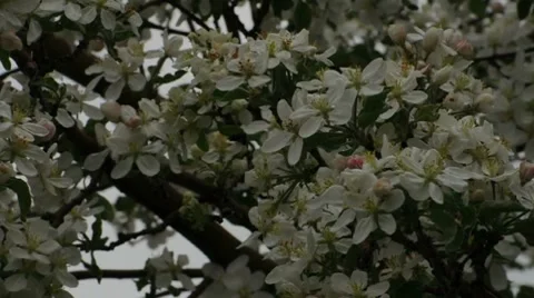 Spring Blossom 01819 Stock Footage 8680463