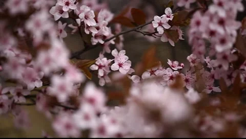 Spring Blossom 02 Stock Footage 7731437