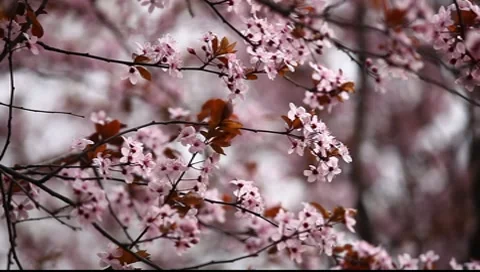 Spring Blossom 03 Stock Footage 7731452
