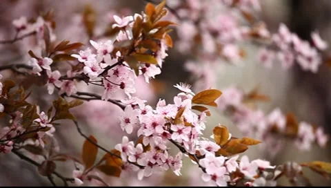 Spring Blossom 04 Stock Footage 7731464