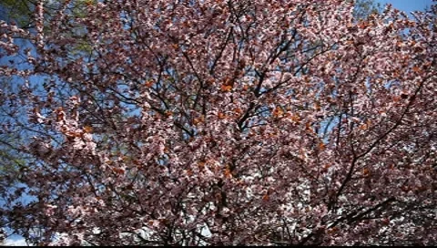 Spring Blossom 05 Stock Footage 7731653