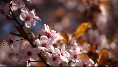 Spring Blossom 06 Stock Footage 7731656