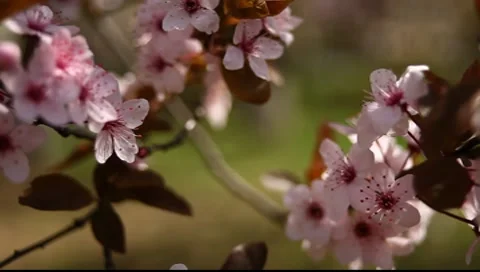 Spring Blossom 07 Stock Footage 7731669