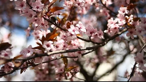 Spring Blossom 08 Stock Footage 7732233