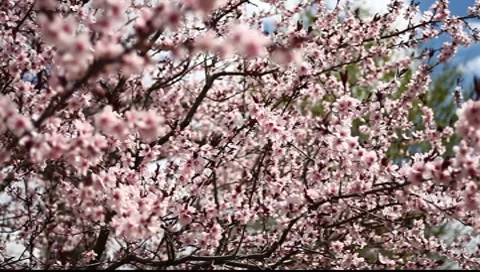 Spring Blossom 09 Stock Footage 7732238