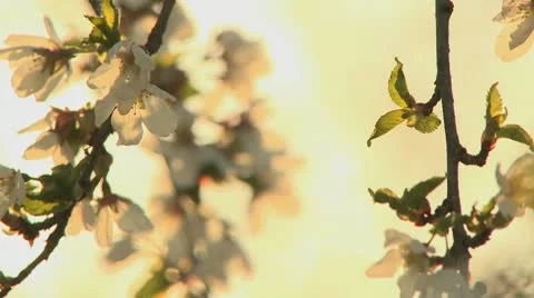 Spring blossom 1 Stock Footage 9434975