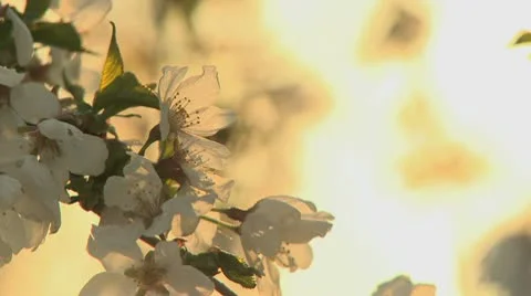 Spring blossom 2 Stock Footage 9434981