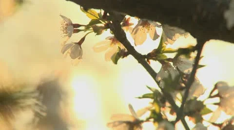 Spring blossom 3 Stock Footage 9435020