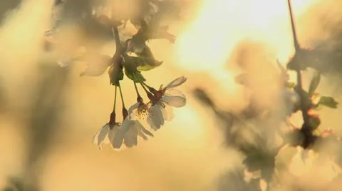 Spring blossom 4 Stock Footage 9435151