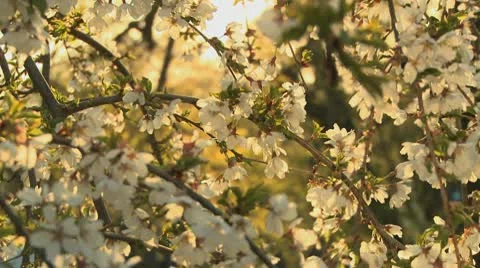 Spring blossom 5 Stock Footage 9435404