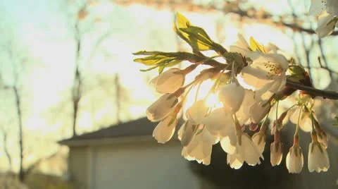 Spring blossom 6 Stock Footage 9435577