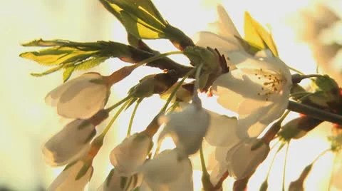 Spring blossom 7 Stock Footage 9435762