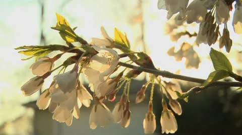 Spring blossom 8 Stock Footage 9435895