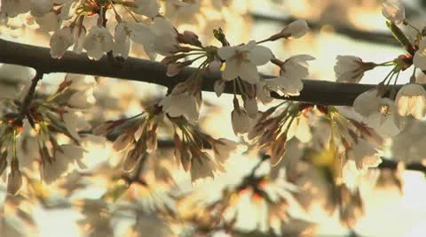 Spring blossom 9 Stock Footage 9436024