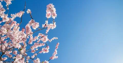 Spring blossom against deep blue sky Stock Photos