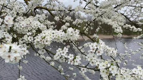 Spring Blossom and Bee Stock Footage 277538450