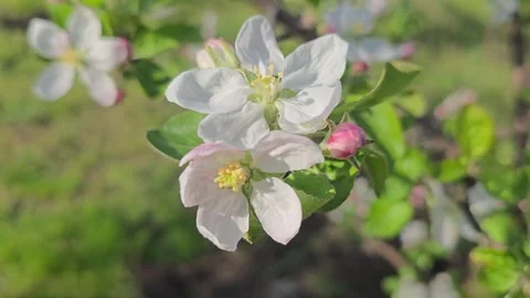 Spring blossom of apple tree Flowers and buds on tree branches. Trees and fruits Stock-Footage 307706352