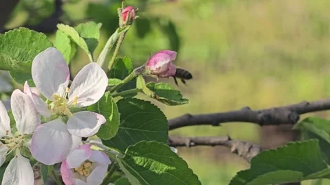 Spring blossom of apple tree Flowers and buds on tree branches. Trees and fruits Stock Footage 307707414