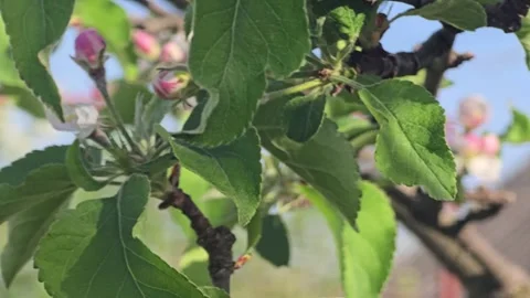 Spring blossom of apple tree Flowers and buds on tree branches. Trees and fruits Stock Footage 307707501