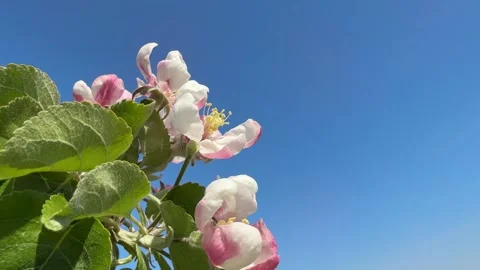 Spring blossom of apple tree Stock Footage 344210545