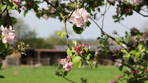 Spring blossom apple tree in fruit orchard 스톡 동영상 272601447