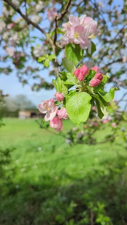 Spring blossom apple tree in fruit orchard 스톡 동영상 277070598