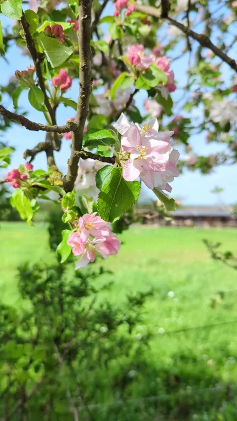 Spring blossom apple tree in fruit orchard 스톡 동영상 277070704