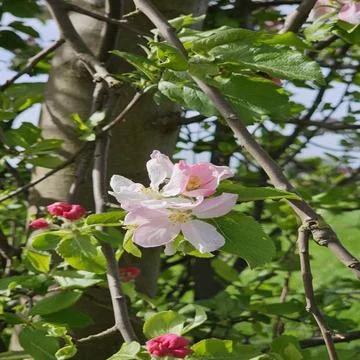 Spring blossom apple tree in fruit orchard Spring blossom apple tree in fr... Foto stock