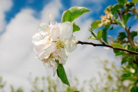 Spring Blossom on Apple Tree Stock Photos
