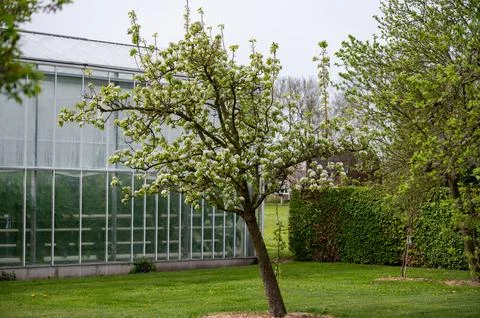 Spring blossom of apples fruit trees in april, rows of trees in orchard in .. Stock Photos