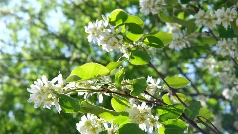 Spring blossom background. Apple tree with white flowers sways in wind in Stock Footage 201172983
