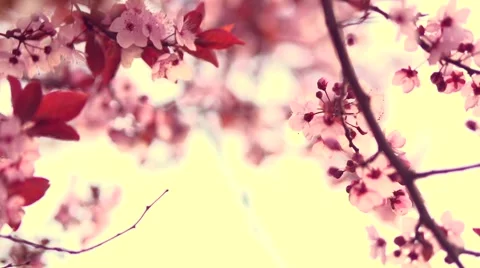 Spring blossom background. Beautiful nature with blooming tree and sun flares Stock Footage 50051055
