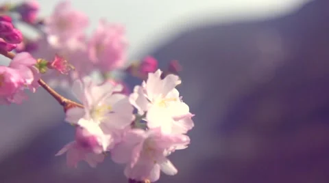 Spring blossom background. Beautiful nature scene with blooming sakura tree Stock Footage 50051085