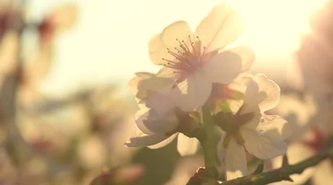 Spring blossom background. Beautiful nature scene with blooming tree in sunlight Vídeo Stock 50052858