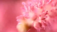 Spring Blossom Background. Beautiful Nature Scene With Blooming Tree And Sun Stock Footage