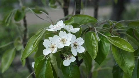 Spring blossom background. Blooming pear tree, white flowers on a tree Stock Footage 153722407