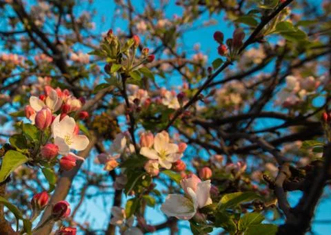 Spring blossom background. Delicate white and pink apple flowers on branch in Stock Photos