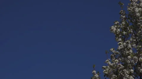 Spring Blossom Background Stock Footage 48949326