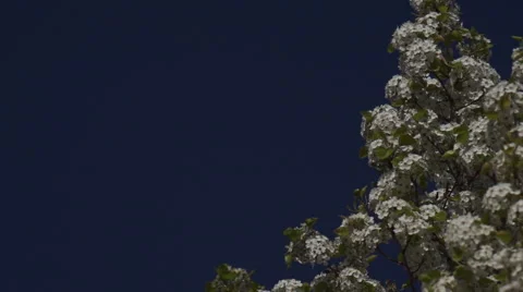 Spring Blossom Background Stock Footage 48950595