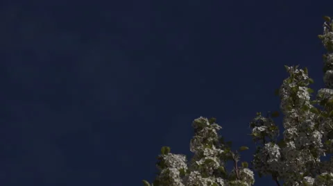 Spring Blossom Background Stock Footage 48950665