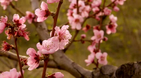 Spring blossom background Stock Footage 49049482