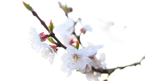 Spring blossom background. Stock Footage 74368299