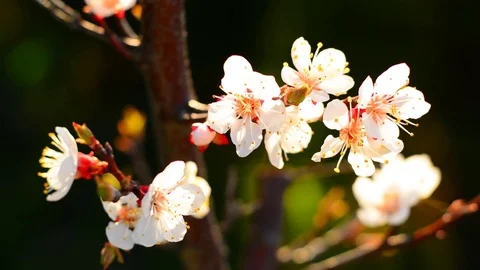 Spring blossom background. Stock Footage 74368308